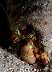 Red Sea anemone hermit crab - Night Dive at Shab el Nuhas by Trygve Borge 